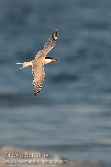 Common Tern