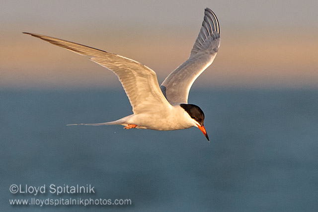 Common Tern