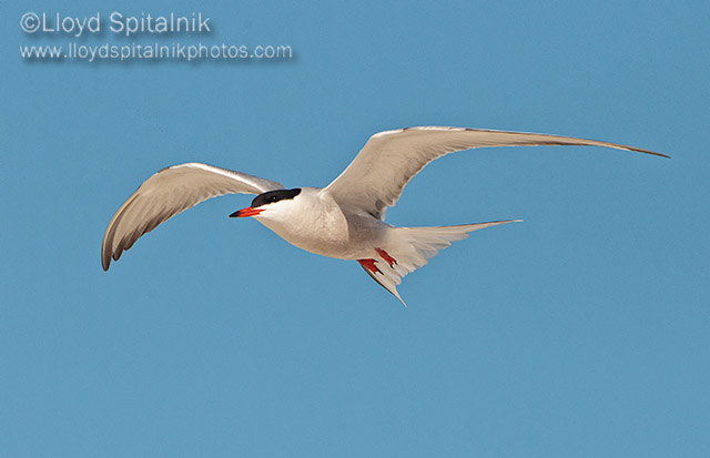 Common Tern