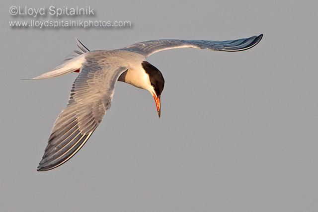 Common Tern
