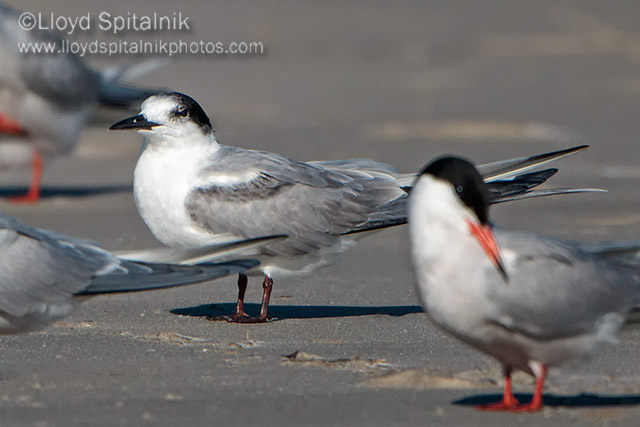 Common Tern