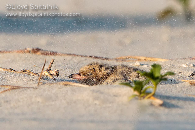 Common Tern
