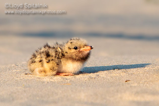 Common Tern