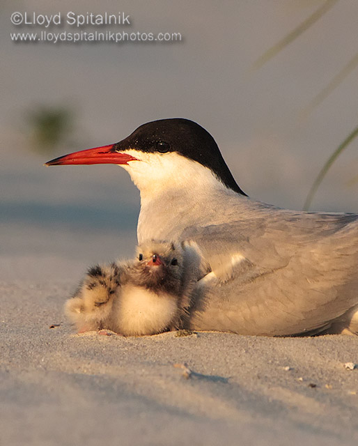 Common Tern