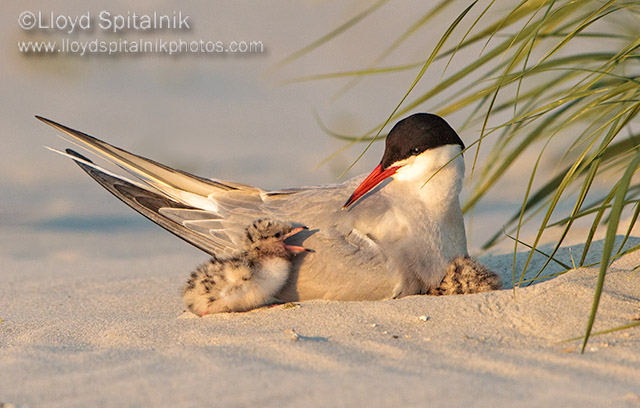Common Tern