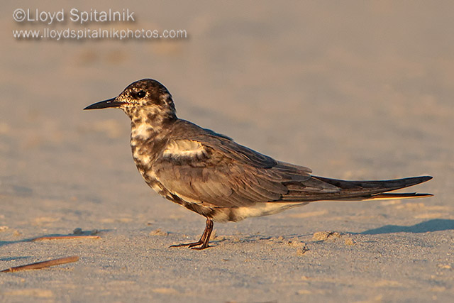 Black Tern (subadult)