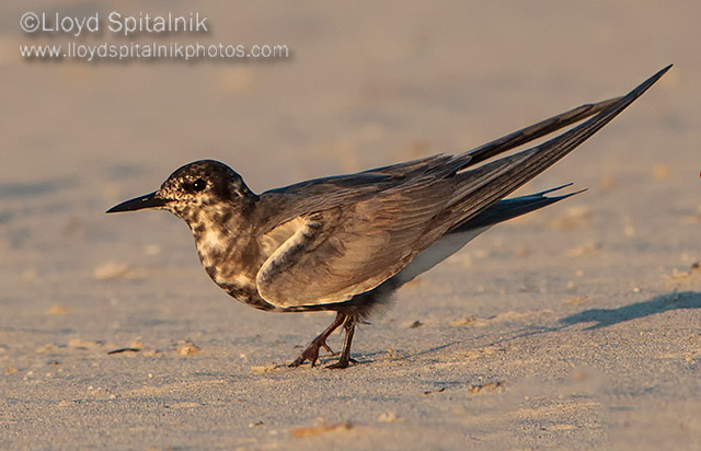 Black Tern (subadult)