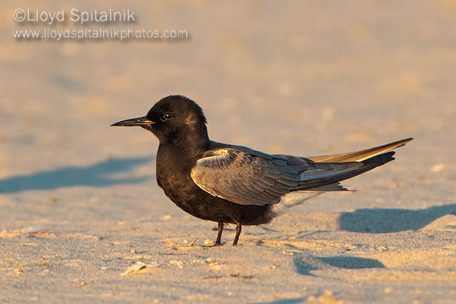 Black Tern