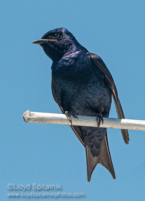 Purple Martin
