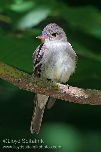 Eastern Wood-Pewee 