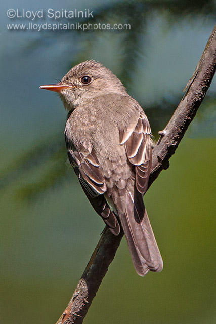 Eastern Wood-Pewee