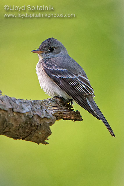 Eastern Wood-Pewee