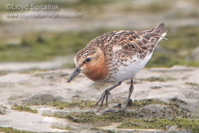 Red-necked Stint