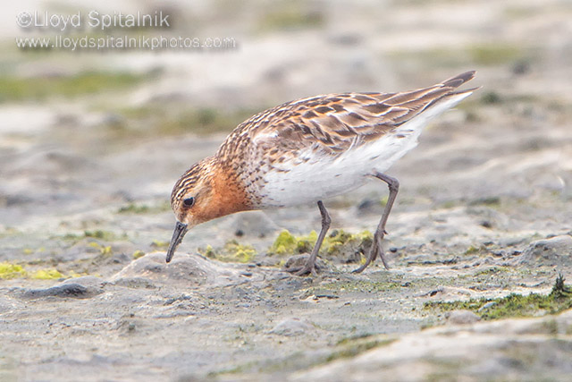 Red-necked Stint