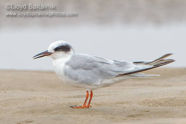 Forsters Tern