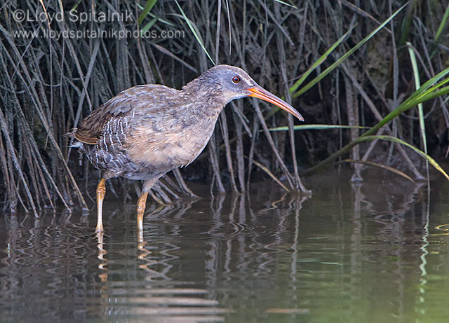Clapper Rail