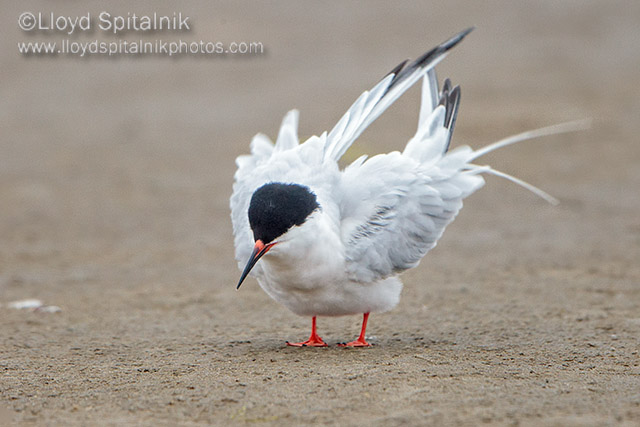 Roseate Tern