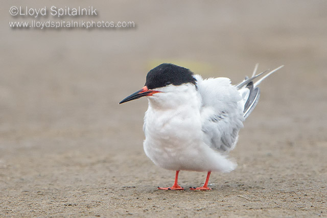 Roseate Tern