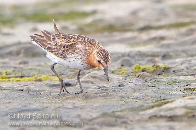 Red-necked Stint