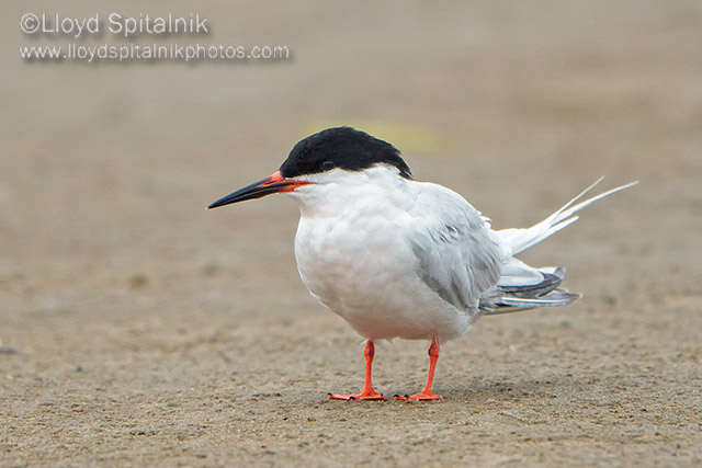 Roseate Tern