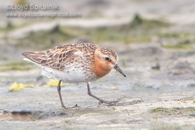 Red-necked Stint
