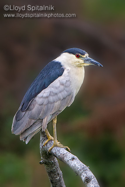 Black-crowned Night-Heron 
