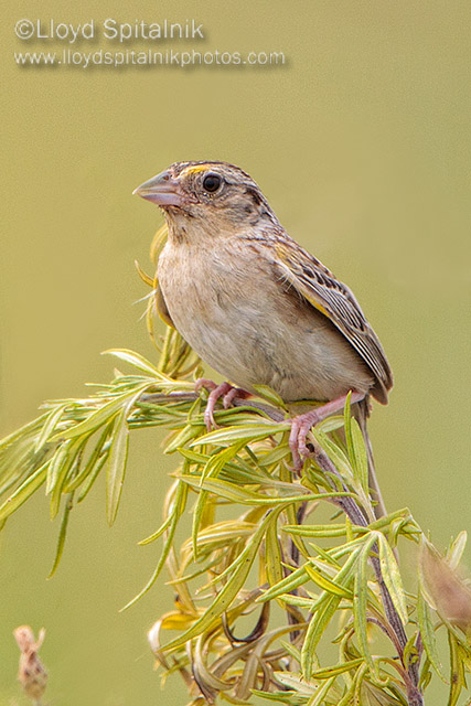 Grasshopper Sparrow