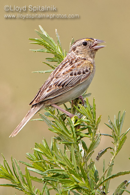 Grasshopper Sparrow