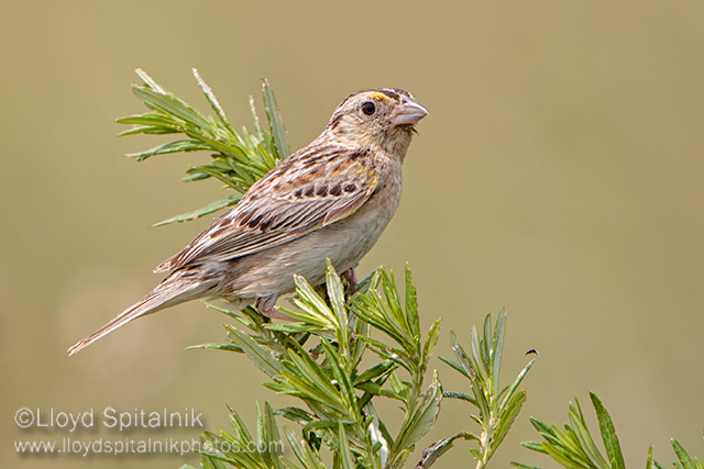 Grasshopper Sparrow