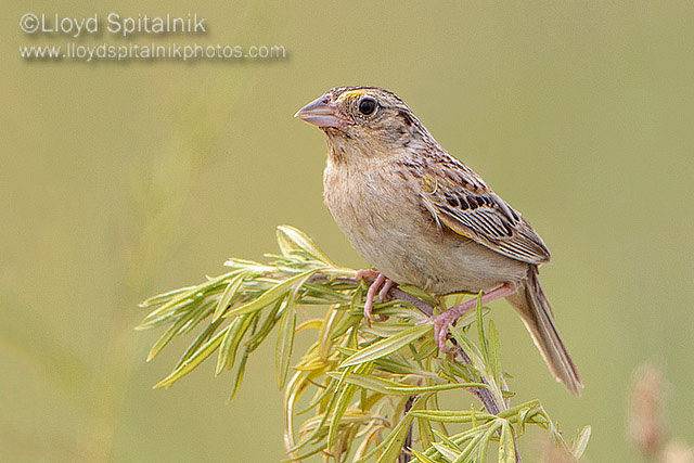 Grasshopper Sparrow