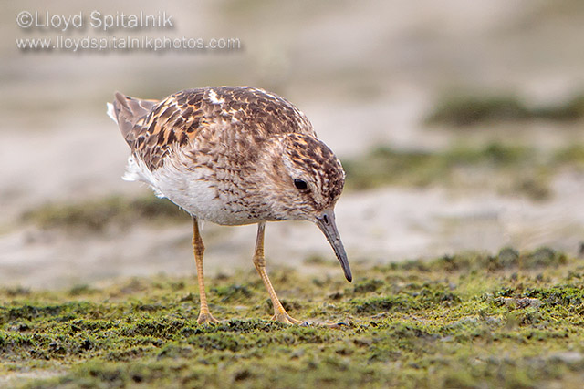 Least Sandpiper