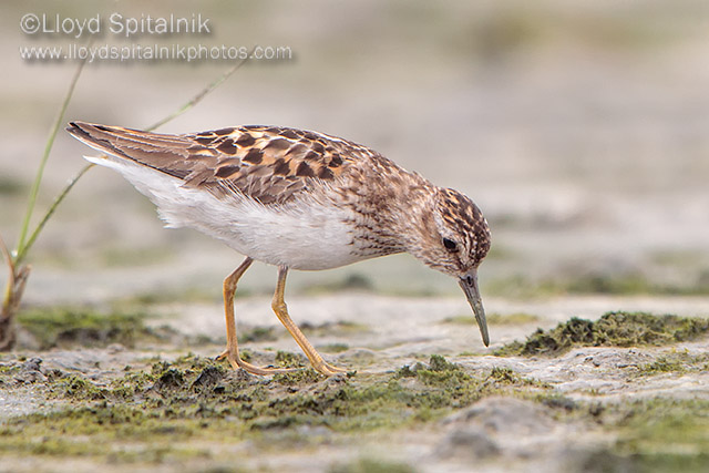 Least Sandpiper