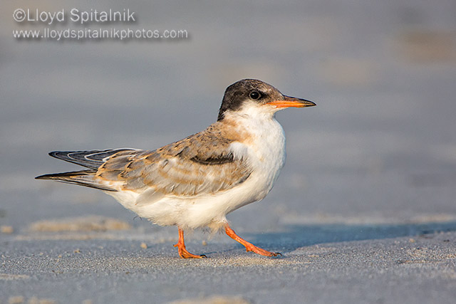 Common Tern (juvenile)