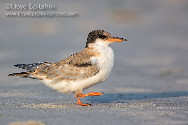 Common Tern (juvenile)