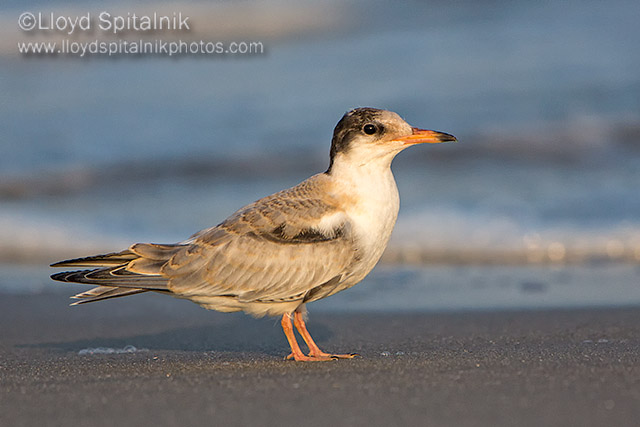Common Tern (juvenile)
