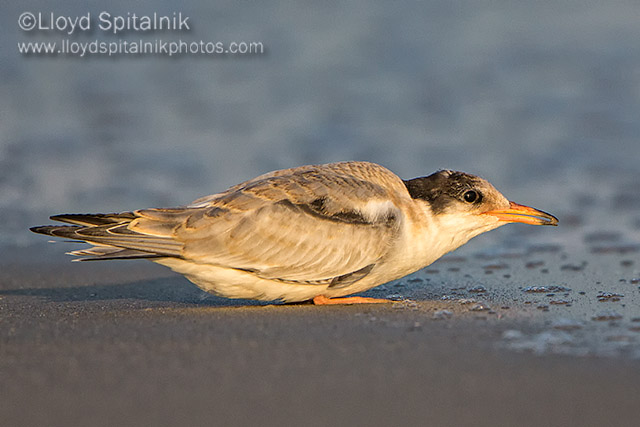 Common Tern (juvenile)