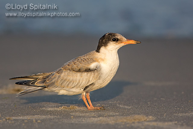Common Tern (juvenile)