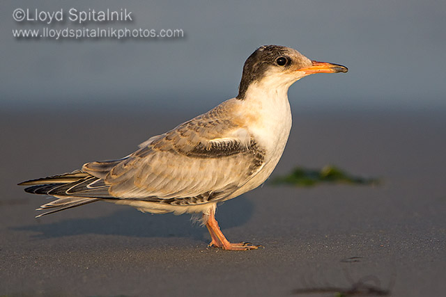 Common Tern (juvenile)