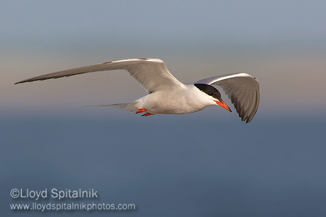 Common Tern