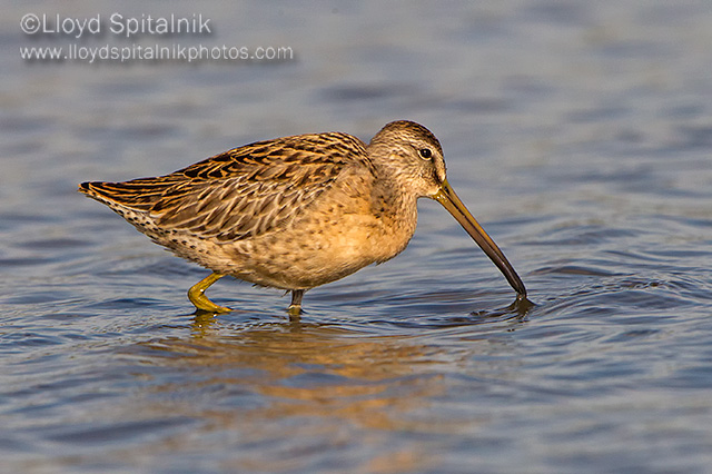Short-billed Dowitcher (juvenile)