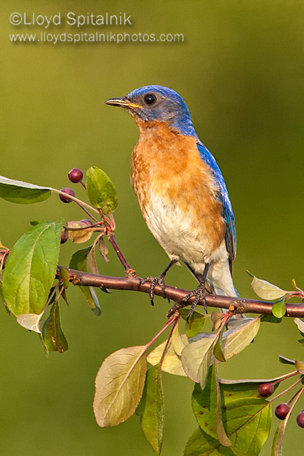 Eastern Bluebird