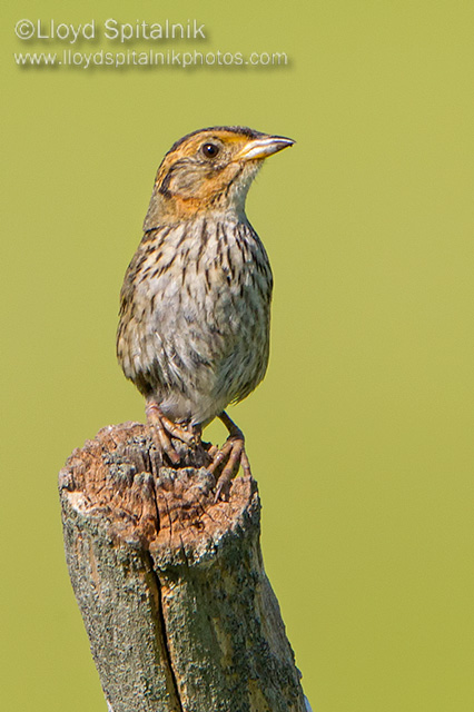 Saltmarsh Sparrow