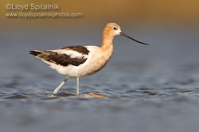 American Avocet