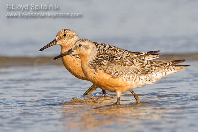 Red Knot