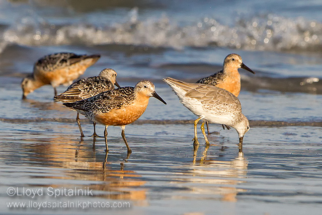 Red Knot