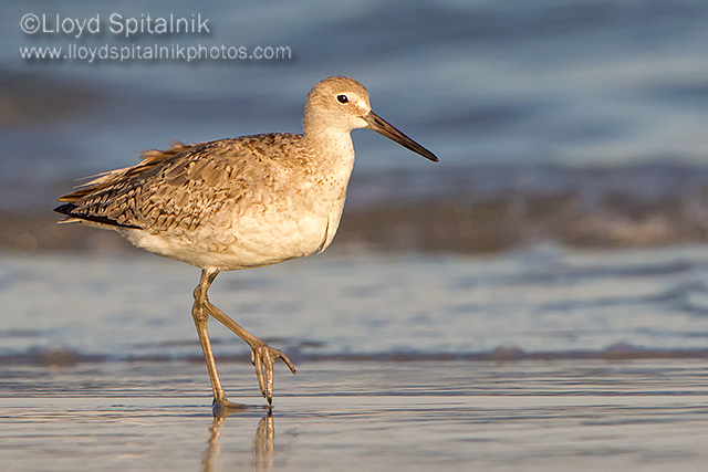 Willet (Western)