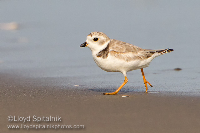 Piping Plover