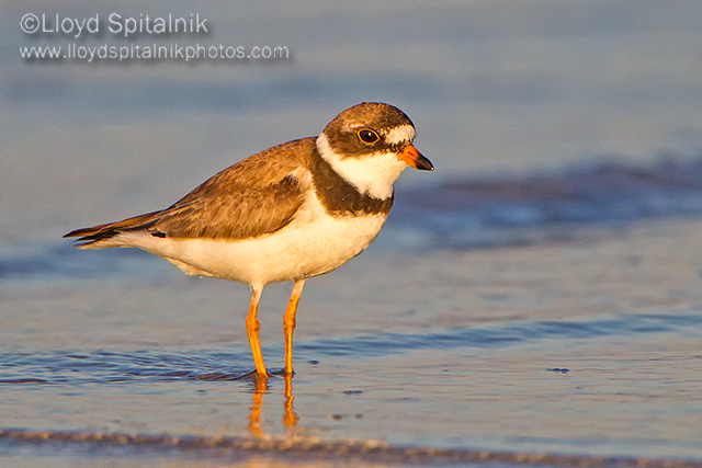 Semipalmated Plover