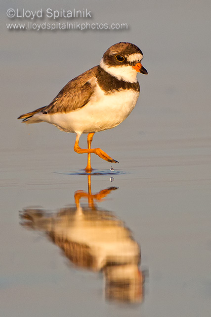 Semipalmated Plover