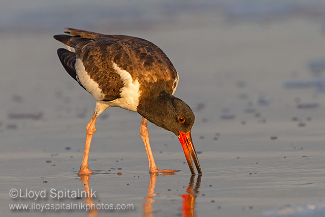 American Oystercatcher